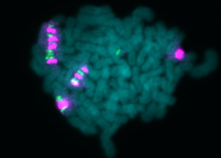Metaphase spread